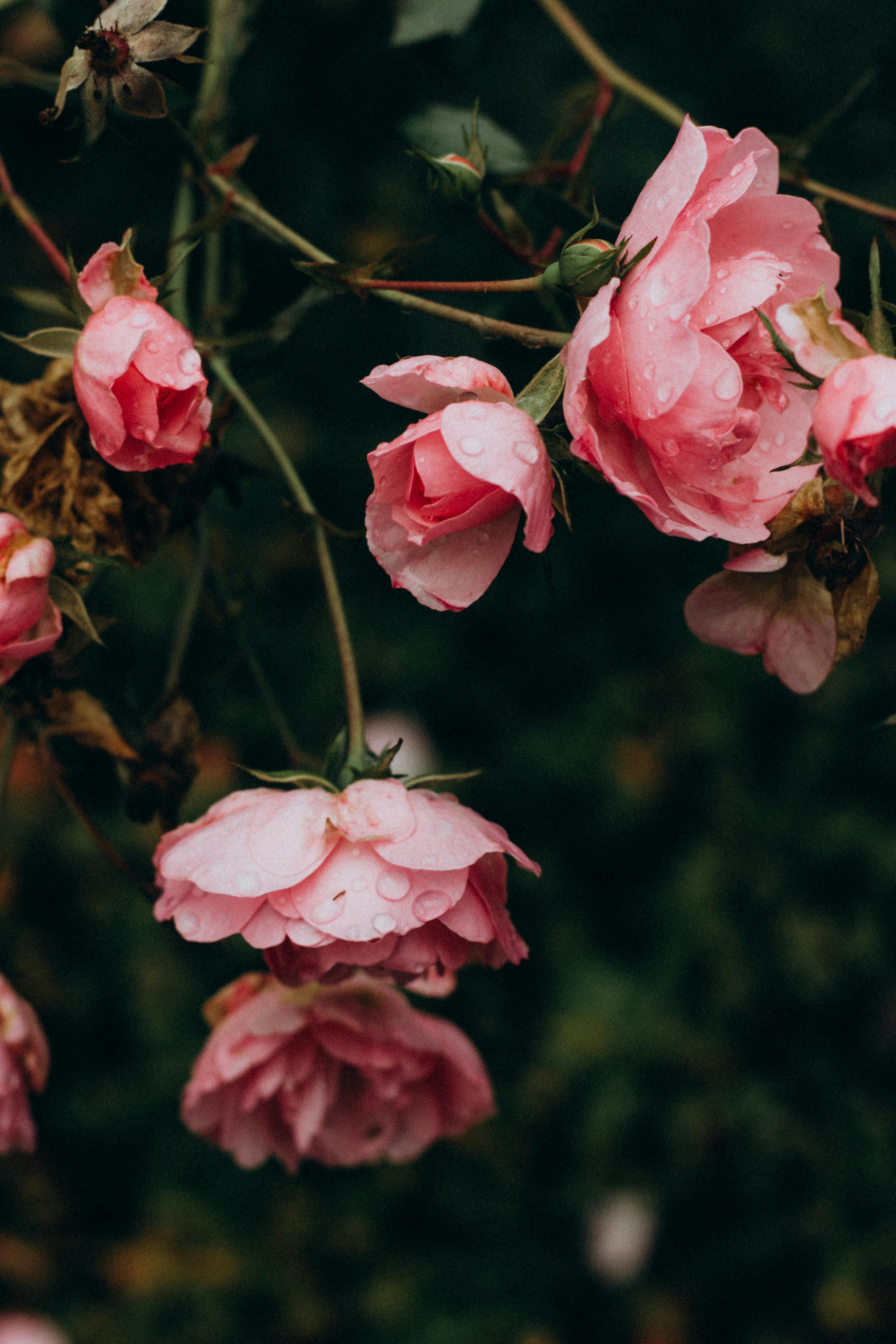 rosas