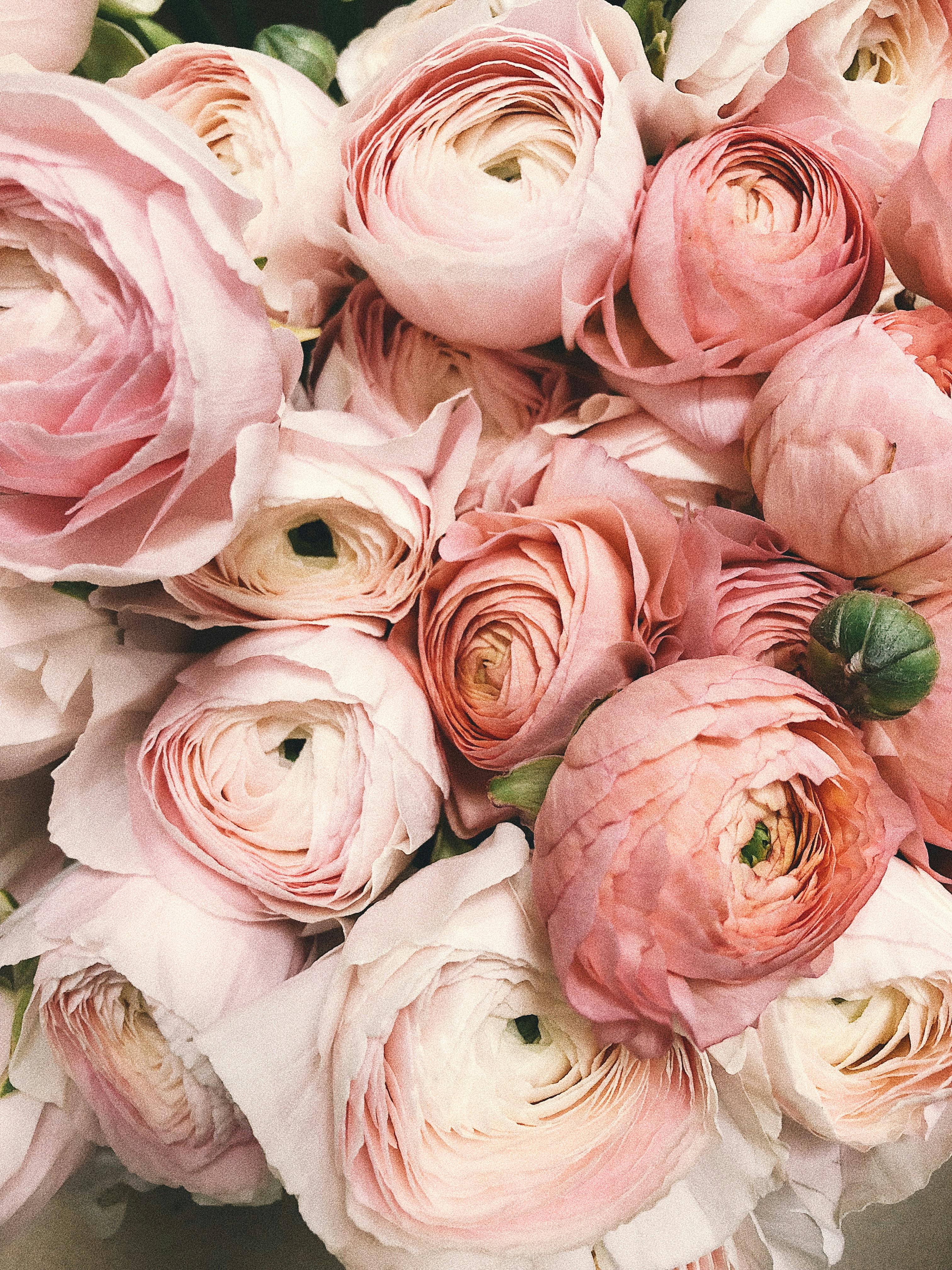 rosas3