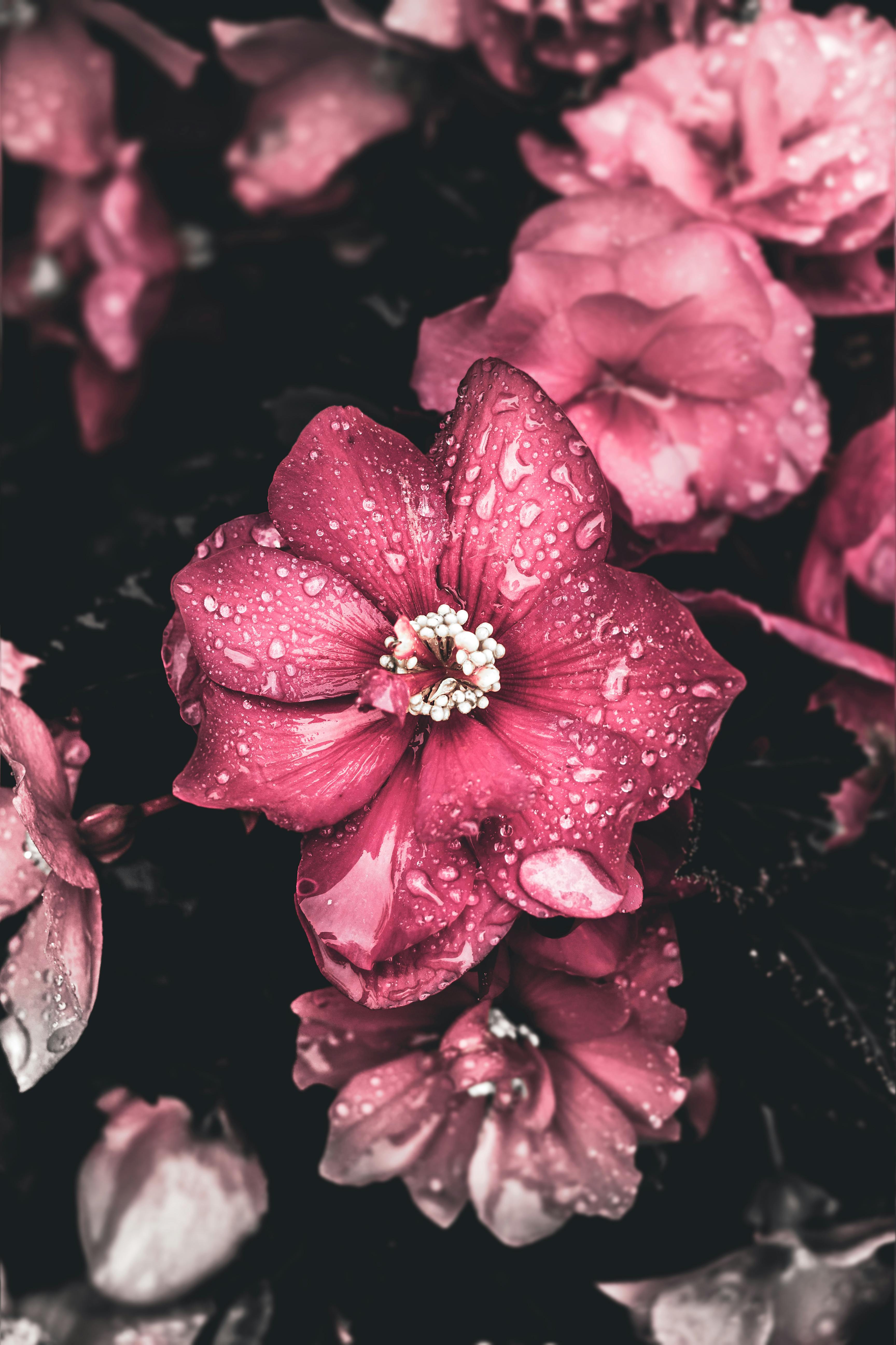 rosas7